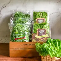 在飛比找momo購物網優惠-【源鮮智慧農場】綠拿鐵組合箱(生菜、沙拉、萵苣、水耕蔬菜)
