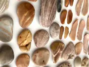 38 Natural Clam Shell smooth seashell frags beach jewelry pebble art craft cabs