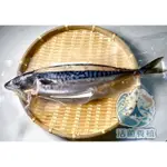 ［南洋魚販售所·活菌養殖］挪威 薄鹽 鯖魚 / 整尾 三去 真空 冷凍