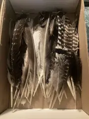 Natural Turkey Feathers Apx 30 Assorted Feathers Crafts, Decorations, Wedding