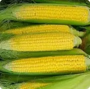 Corn Sweet Golden Bantam 30 Seeds Certified Organic Heirloom Early
