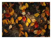 Autumn Leaves Canvas Print