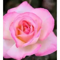 在飛比找蝦皮購物優惠-玫瑰天地 3吋品種玫瑰苗 一箱最多8盆 摩納哥公主