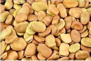 Broad Beans Dry Fava Beans (20kg)