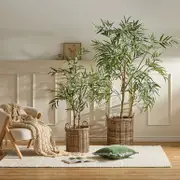 Giant Eucalyptus Tree [MUSGEUTW25]