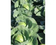 Boondie Seeds CABBAGE 'Golden Acre' seeds