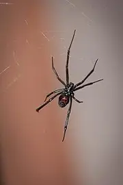 Black Widow Spider in Its Web Journal: 150 page lined notebook/diary