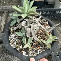 在飛比找蝦皮購物優惠-八雷 側芽 龍舌蘭 Agave