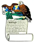 Bald Eagle History Fridge Magnet