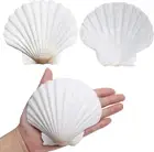 Scallop Shells for Crafts 4-5 Inches, 10Pcs Large Sea Shells for Decorating, Whi