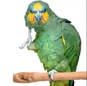 Super Bird Creations Rattan Perch Med. Natural Wood Perch For Birds And Parrots