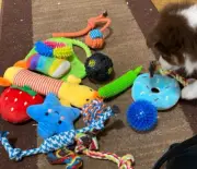 25 Pack Various Dog Puppy Chew Toys Fun And Teeth Cleaning Assorted Set Gifts