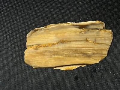 Petrified Wood Slab 106 gr Wyoming, thin slab for cabbing, display specimen