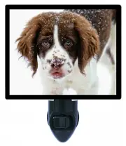 Dog Decorative Photo Night Light, Springer Spaniel Puppy