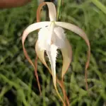 稀少 BRASSAVOLA CUCULLATA 白拉索煙火 2.5吋 花香 成熟植株 蘭花