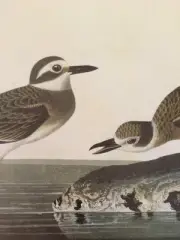 Wilson's Plover Audubon Bird Print Picture Plate 149