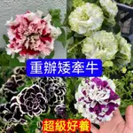 【重辦矮牽牛種子】牽牛花種子 喇叭花種子 大花瓣耐寒耐熱種植 陽台庭院花園造景植物花卉種籽 懶人易種植易養活 超高發芽率