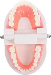 FIXOSHEE Typodont Model for Engaging Oral Teaching Tool Plastic Teeth Model for Educational Use Kindergarten Promotes Understanding of Tooth Structure and Care