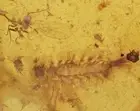 Detailed Polyxenidae (Soft Millipede), Fossil insect inclusion in Burmese Amber