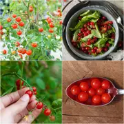Tomato - Red Currant seeds