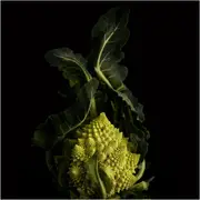 Broccoli - Romanesco seeds