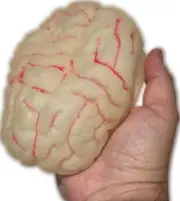GLOW IN THE DARK BRAIN Mad Scientist Zombie Prop Body Part Halloween Alien Model