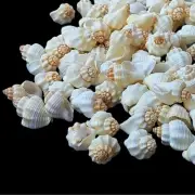 Cancellaria Sea Shells Natural Sea Shell approx.180 pcs 2 Pound