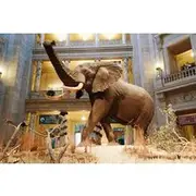 Save 6.01%! Smithsonian Museum of Natural History - Exclusive Guided Tour