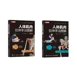 人體肌肉拉伸手法圖解上下肢套裝2册運動員健身物理治療康復師改善肌肉緊張狀態有效拉伸肌肉3D解剖圖功能解析拉伸手法教學書