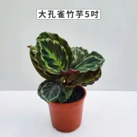 在飛比找momo購物網優惠-【Gardeners】大孔雀竹芋 5吋盆 -1入(室內植物/