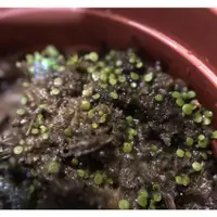 在飛比找蝦皮購物優惠-【山羊食蟲植物】台灣原生 圓葉狸藻種子40+ U. stri