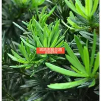 在飛比找蝦皮購物優惠-新品種【壹灣出貨】羅漢松種子 多款羅漢鬆種子 大葉羅漢鬆 日