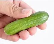 Cucumber Baby Snack Poco F1 5 Seeds Hybrid Vegetable Garden Spring Summer nongmo