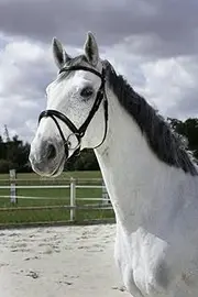 EKKIA 301833218 301833218 NORT.PRO.Brid.Essentiel CS.HAV Equestrian Equipment