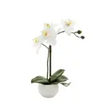 [OneWorld Collection] Orchid in White Pot 35cm White