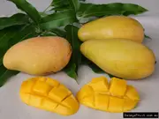 Buy Mango Kwan Grafted Fruit Trees (Mangifera indica)