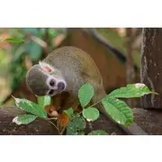 Save 5.00%! Monkey Encounter Admission Ticket