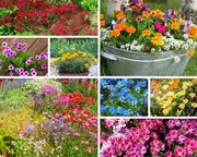 ROCKERY / DWARF FLOWER GARDEN PACK / 12 packets of seeds - Pots + Containers