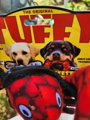 Tuffy Ocean Jr Lobster Squeaky Soft Durable Floating Tug & Shake Dog Toy 10"