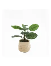 [Willow & Silk] Artificial Arrowroot Plant in Ceramic Pot in Green/Blush