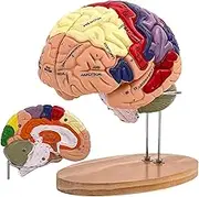 Human Brain Model 2 Times Life Size, Brain Anatomy Model, Includes 4 Pieces Labeled with Figures 9 Colors, for Neuroscience Learning Display Medical Identify Brain Functions