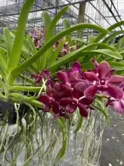 Ready to bloom now! Hybrid Thai Vanda Orchid (Sri Siam × Rhynchostylis Gigantea)