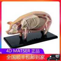 在飛比找露天拍賣優惠-<模型好物>4D MASTER益智拼裝玩具仿真動物生物豬器官