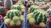 在飛比找蝦皮購物優惠-🌵多肉植物、仙人掌🌵【 金盛丸 】3吋盆