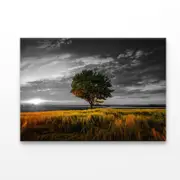B&W Tree with Sunset Meadow Print 100% Australian Made 90 x 60cm (Acrylic)