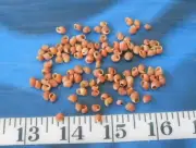 ~ Snail Shells ~ 100+ Burnt Orange/Peach Mix ~ Shellcraft ~ Sailor's Valentines~