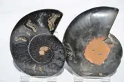 Large Black Ammonite PAIR Deep Crystals 110myo FOSSIL LRG 78mm 3.1" 9428cc