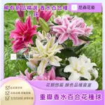 本家培育 微型盆栽荷蘭進口重瓣香水百合種球帶芽耐寒四季盆栽室內陽臺花卉綠植種子