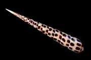 Sea shell - Terebra subulata- 104mm