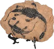 Homoyoyo 1 Set Dinosaur Fossil Model Ornament Realistic Table Decor for Parties Birthdays Day Fun Dinosaur Fossil Specimen for Home Decoration